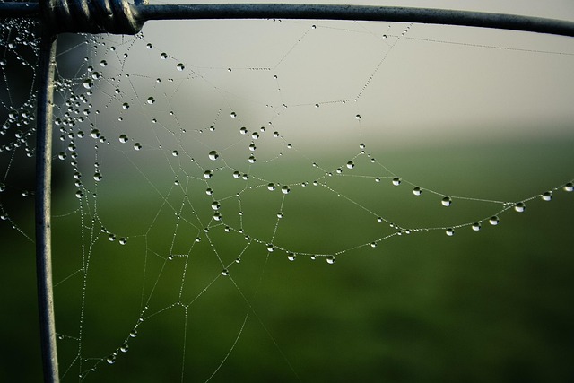 Free Fall Fog photo and picture