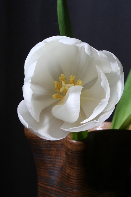 Free Tulip White photo and picture