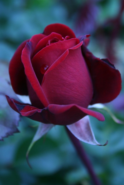Free Rose Red photo and picture