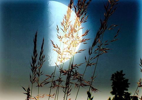 Free Moon Moonlight photo and picture