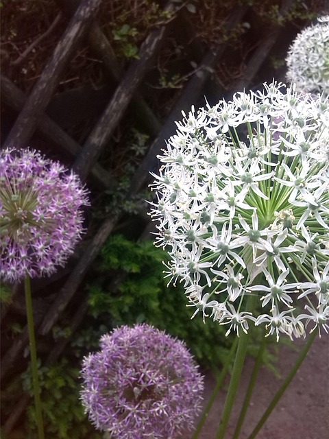 Free Wayside Flower photo and picture