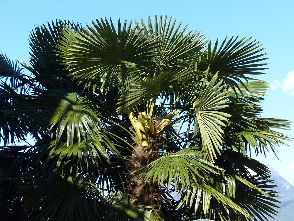 Free photo Palm, Tree, Date Palm, Shade Tree Free Image on Pixabay