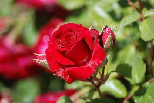Rose, Rød, Knopp, Blomst, Kronblad