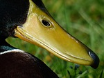 mallard, bill, yellow