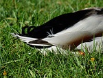 rump, duck, ducktail