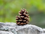 pine cones, tap, strobilus