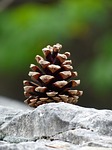 pine cones, tap, seeds