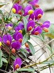 polygala chamaebuxus, blossom, bloom