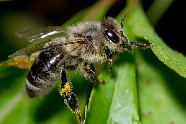 Abeja, Polen, Insecto, Macro, Detalle