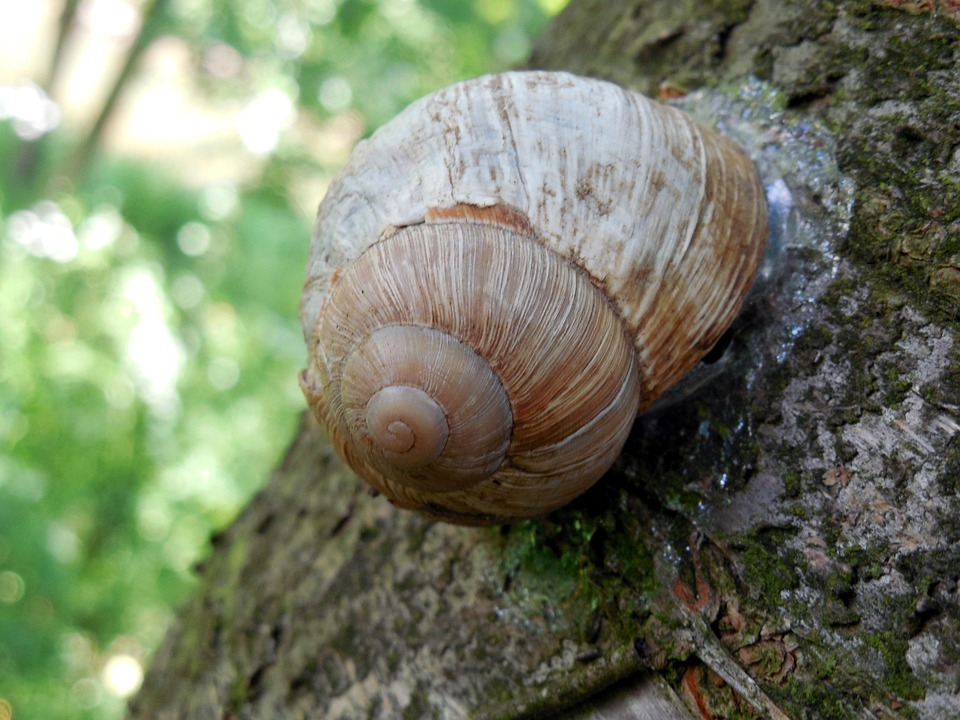 Free photo Snail, Shell, Escargots, Mollusk Free Image on Pixabay