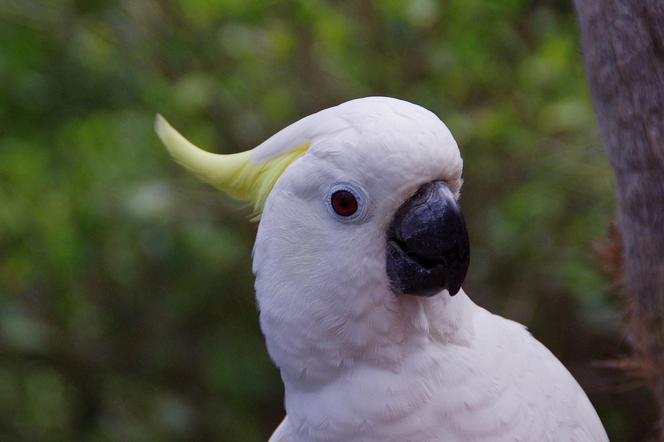 Parrot Cockatoo Bird · Free photo on Pixabay