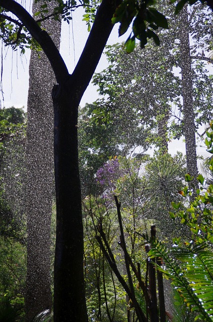 Free Tropics Rainforest photo and picture