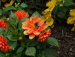 flowers, as lien, orange