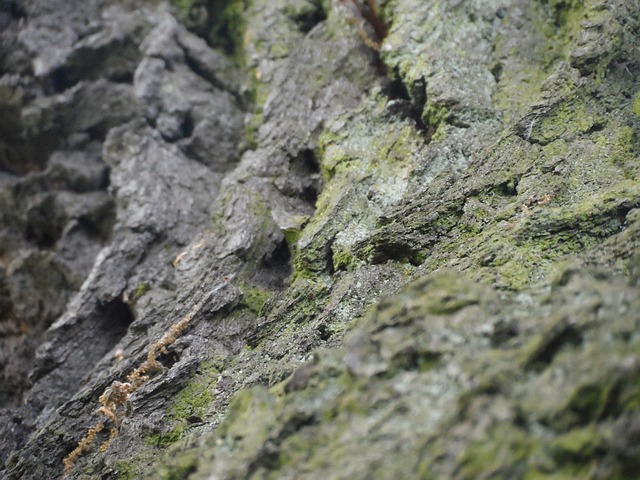 Free The Bark Tree photo and picture