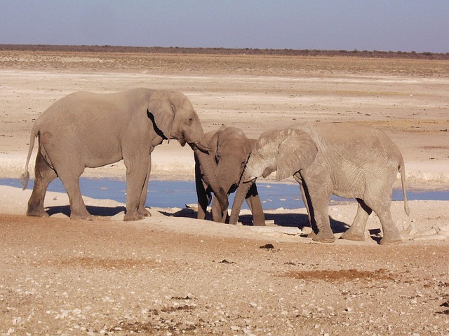 Free Elephant Love photo and picture