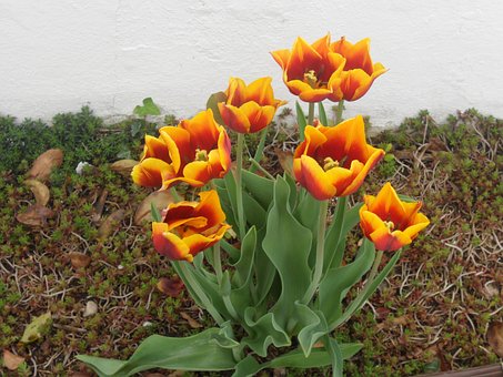 Free Flower Tulips photo and picture