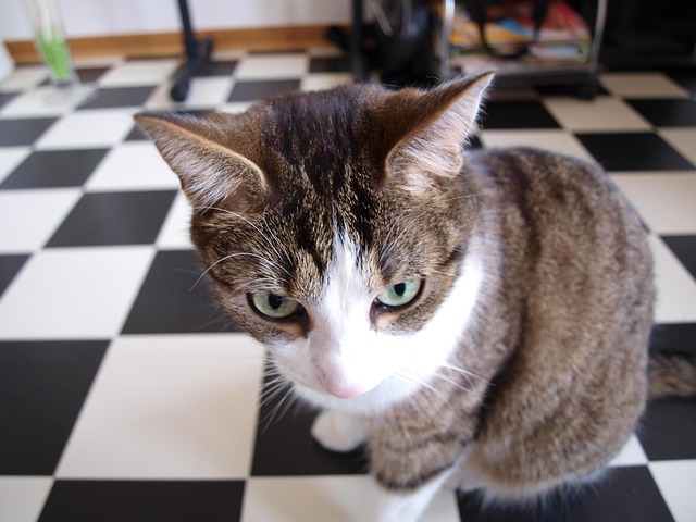 Free Cat Domestic Animal photo and picture