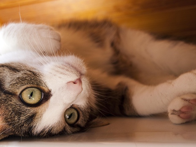 Free Cat Domestic Animal photo and picture