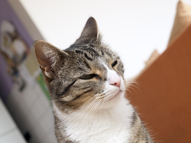 Free Cat Domestic Animal photo and picture