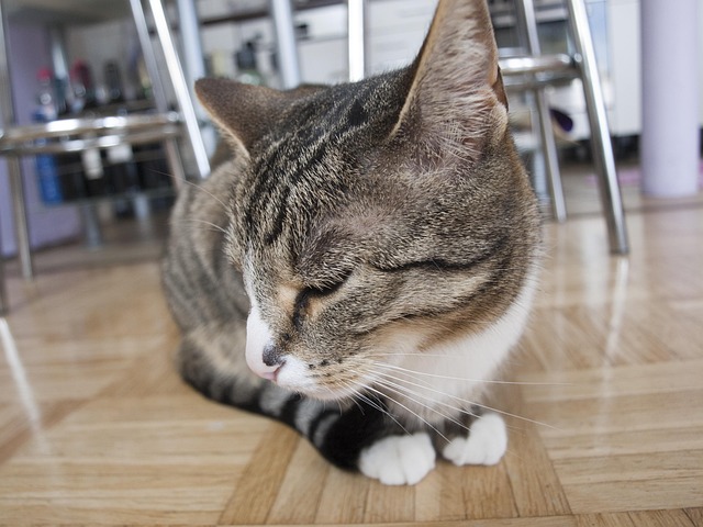 Free Cat Domestic Animal photo and picture