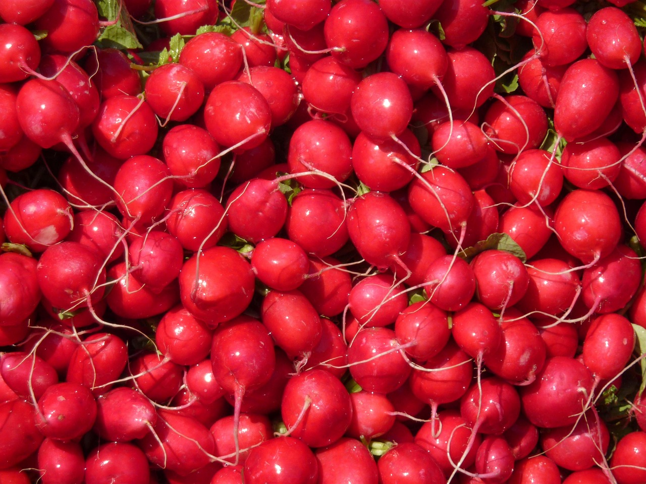 Radish - free online jigsaw puzzle photo