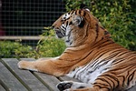 tiger, big cat, feline