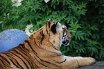 tiger, big cat, feline