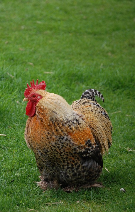 55 Koleksi Gambar Burung Dan Ayam Terbaik