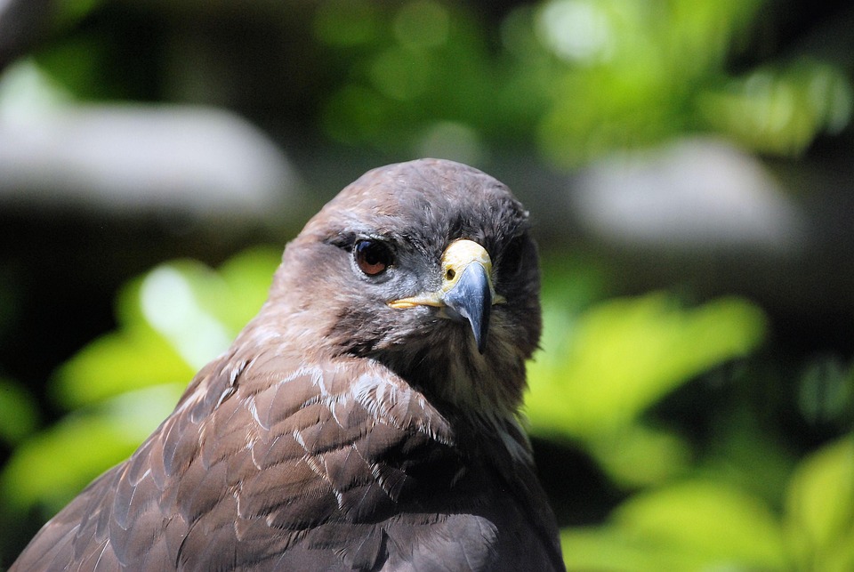 Ratonero Común Buteo Ave De - Foto gratis en Pixabay