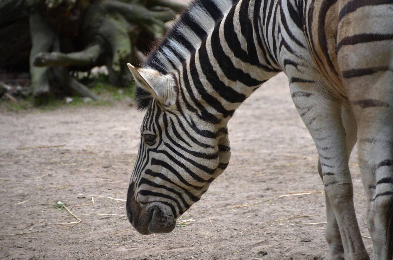 シマウマ 動物 - Pixabayの無料写真 - Pixabay