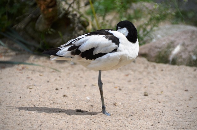 Free Avocets Bird photo and picture