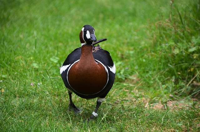 Free Bird Animal photo and picture