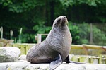 sea lion, seal pelts, animal