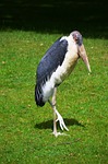 marabu, leptoptilos crumeniferus, bird