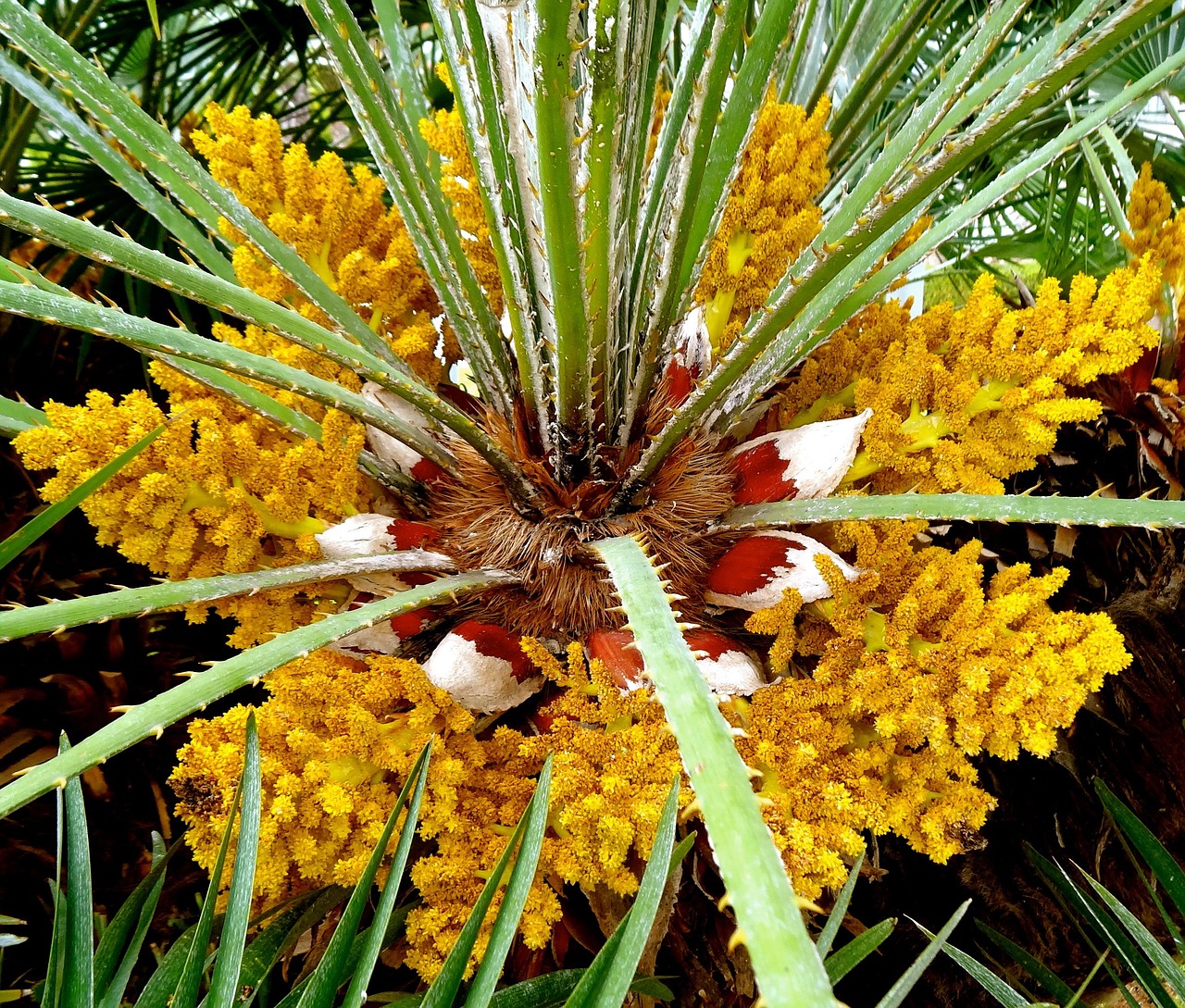 Floral Palms