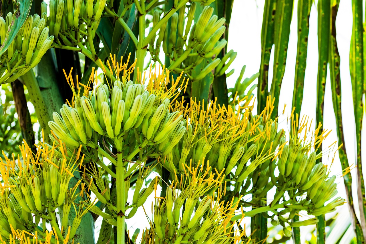 Agavenblte Agave Bltenstand - Kostenloses Foto auf Pixabay