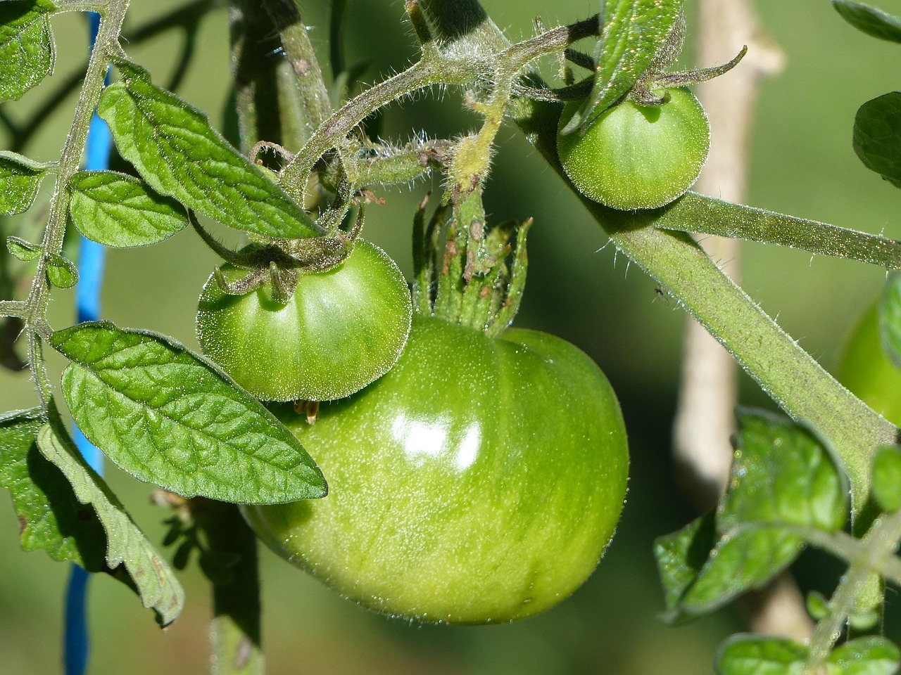 tomato-359493_1280.jpg