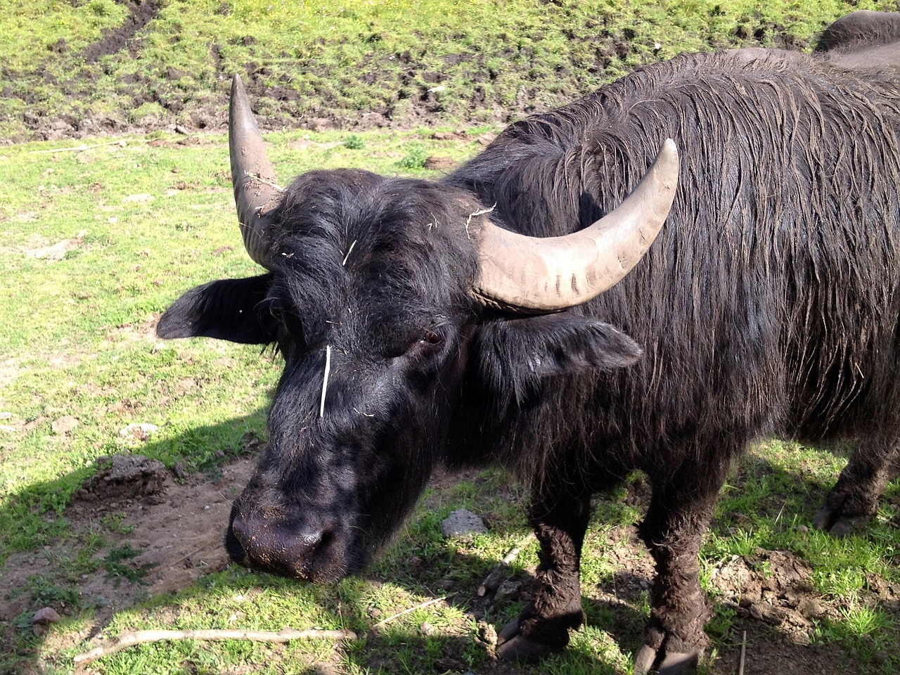 Beef - free online jigsaw puzzle photo