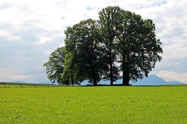 Download free HD stock image of Tree Group Field Free Tree Group Field photo and picture