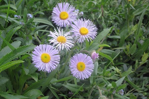 Free Bloom Purple photo and picture