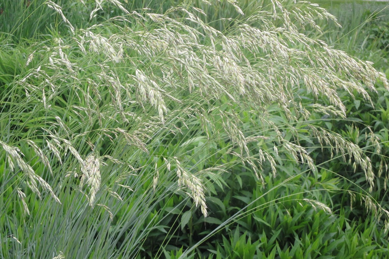Free Grass Meadow Flower photo and picture