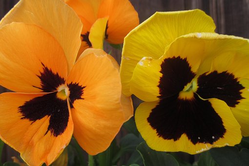 Free Pansy Orange photo and picture