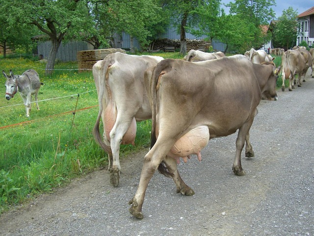 Cow Dairy Cows Udder - Free photo on Pixabay - Pixabay