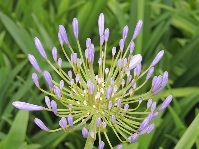 Free Floors Flowers photo and picture