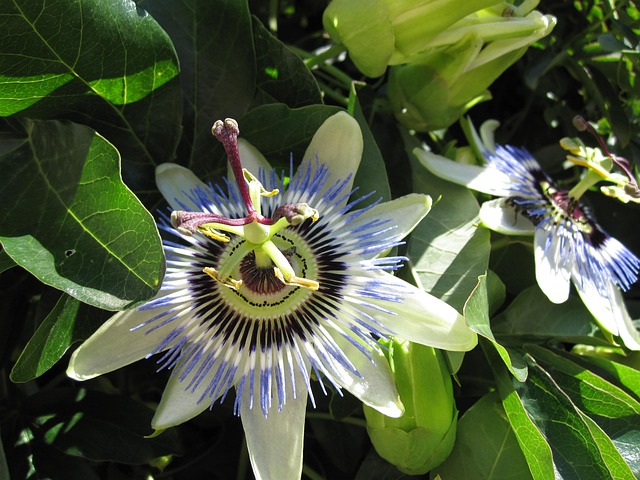 Free Passion Flower Croatia photo and picture