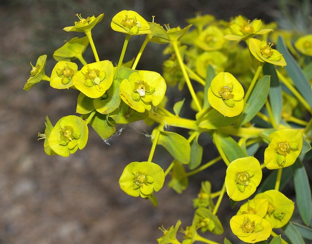 Flor Com Inseto, Flor, Verde, Natureza