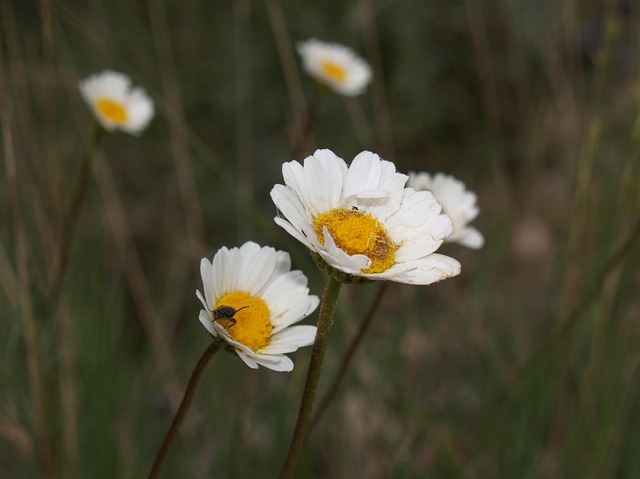 Margaritas, Flores, Branco
