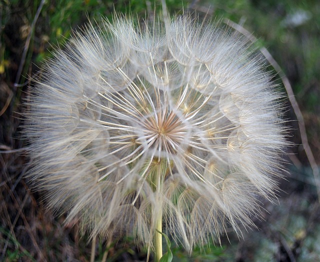 Flor, Dente De Leão, Natureza, Branco