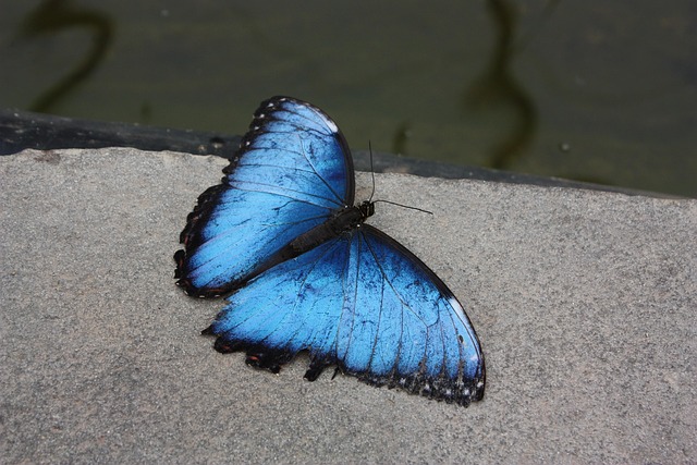 Free Butterfly Butterflies photo and picture