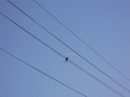 Free Silhouette Bird photo and picture